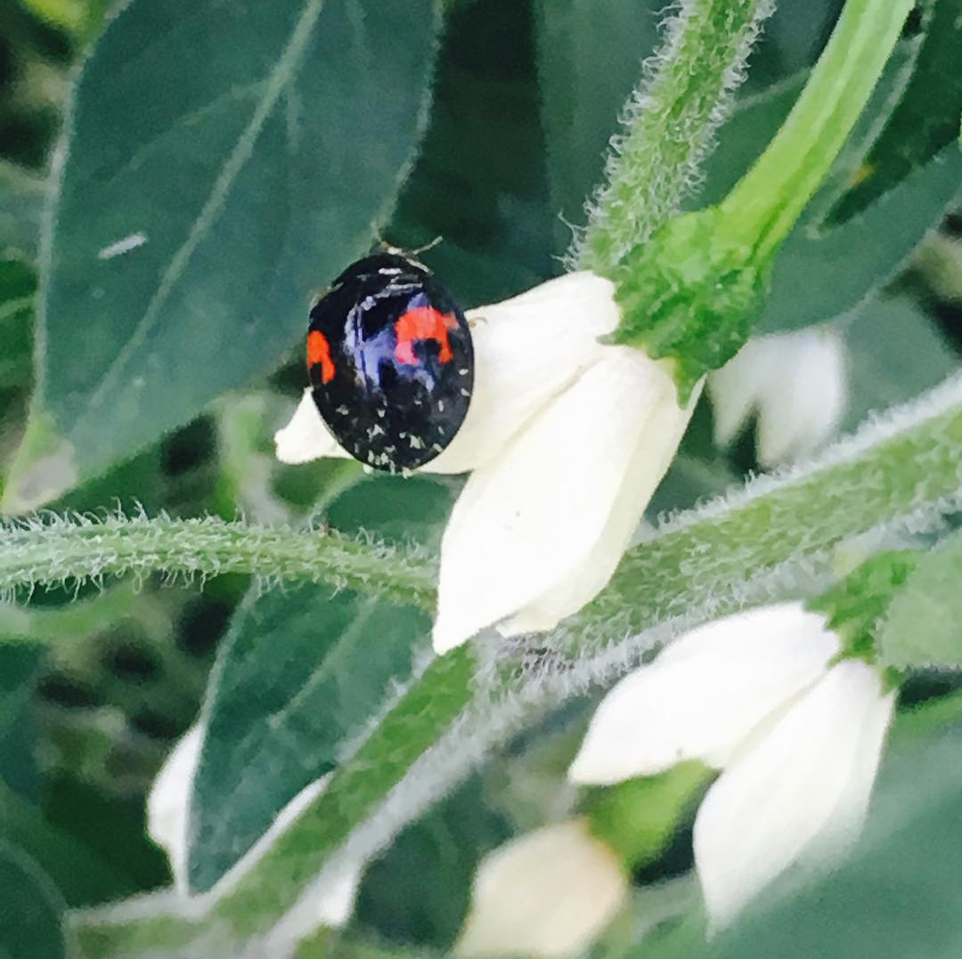 #blackladybug in the garden today