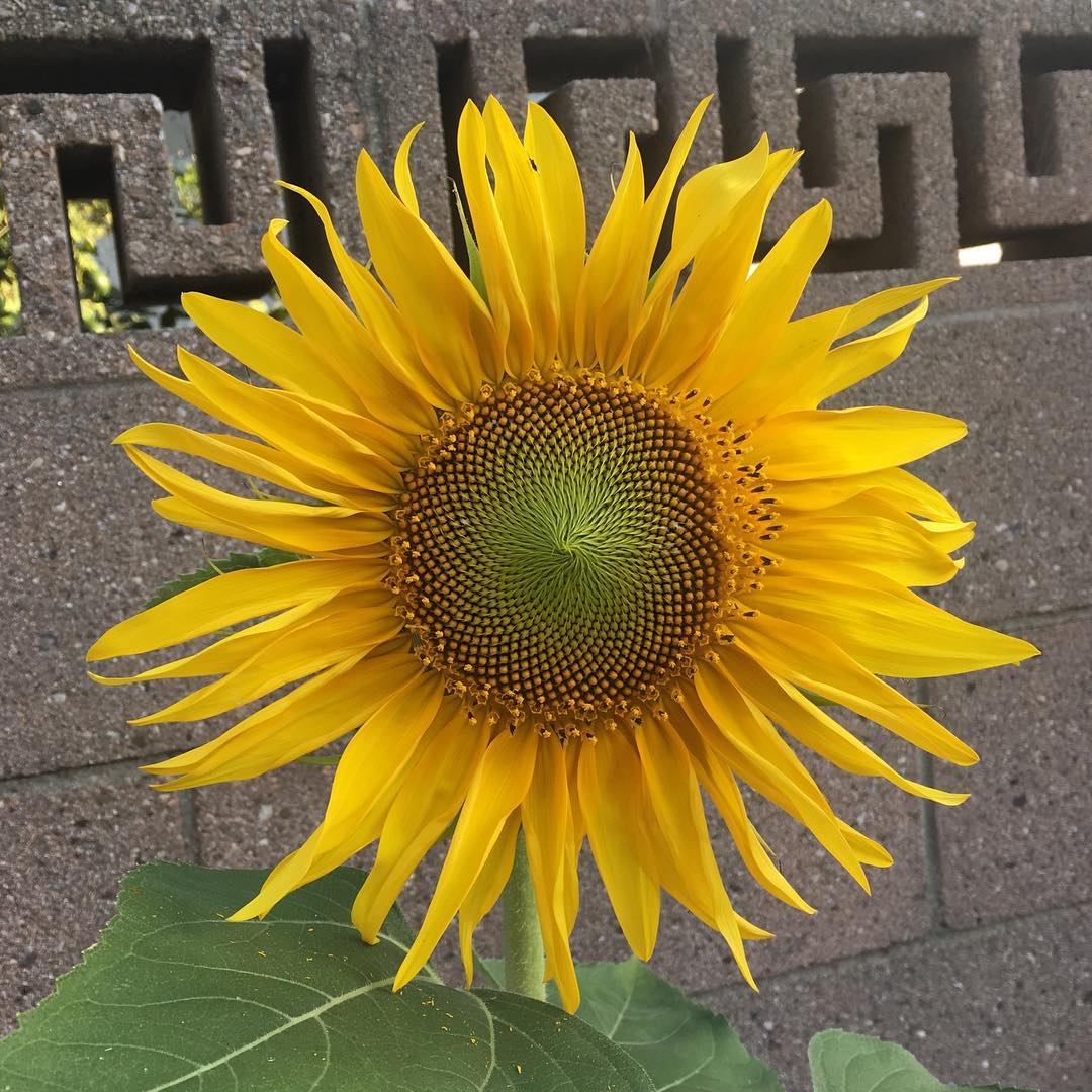 loving the pattern on this #sunflower #wrigley #lbc #longbeach #greenthumb #gardening #summer #bloom #flower #pollen #nature #nofilter