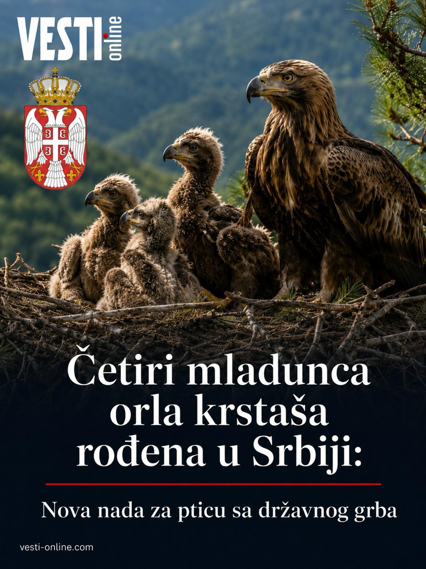 Orao krstaš, strogo zaštićena vrsta koja se nalazi i na grbu Republike Srbije, dobio je četiri nova mladunca koja su obeležena u opštinama Sečanj i Žitište kako bi stručnjaci mogli da prate njihovo kretanje i ponašanje u prirodi. Društvo za zaštitu i proučavanje ptica Srbije sprovelo je akciju postavljanja prstenova i satelitskih odašiljača, nakon čega su ptice vraćene u gnezda iz kojih bi trebalo da polete tokom naredne dve nedelje.
U Sečnju su obeleženi mužjaci Mišel i Atila, dok su u Žitištu oznake dobili mužjak Princ i ženka Jelena. Orlovi krstaši gnezda grade na visokim i masivnim stablima, pa su u akciji učestvovali profesionalni penjači koji su mladunce pažljivo spuštali u specijalnim torbama. Na zemlji su potom obavljeni pregled, merenja i postavljanje oznaka, nakon čega su ptice vraćene u gnezda.
Svaki mladunac dobija ime koje predstavlja znak zahvalnosti ili odavanja priznanja. Mišel je nazvan po doktoru Mišelu Savanu iz Libana, koji je spasao prošlogodišnjeg orla Feliksa od krijumčara u Siriji. Atila nosi ime po preminulom veterinaru i ornitologu Atili Agoštonu, Jelenu je imenovao učesnik akcije, dok je Princ dobio ime po kompaniji „Prince Aviation“, koja je finansijski podržala ovogodišnje aktivnosti.
Društvo sprovodi obeležavanje mladunaca od 2021. godine, a trenutno se telemetrijom prate i Mima, Ivanka, Radenko, Joca i Duda. Takav nadzor omogućio je da bude otkriven put Feliksa do Sirije, evidentirana stradanja ptica usled elektrokucije na dalekovodima i pronađene nove teritorije za gnežđenje.
Zaštitu orla krstaša podržavaju Ministarstvo zaštite životne sredine i Pokrajinski zavod za zaštitu prirode. Zahvaljujući zajedničkim merama, broj gnezdećih parova u Srbiji porastao je sa jednog 2017. godine na rekordnih 29. Orao krstaš, strogo zaštićena vrsta koja se nalazi i na grbu Republike Srbije, dobio je četiri nova mladunca koja su obeležena u opštinama Sečanj i Žitište kako bi stručnjaci mogli da prate njihovo kretanje i ponašanje u prirodi. Društvo za zaštitu i proučavanje ptica Srbije sprovelo je akciju postavljanja prstenova i satelitskih odašiljača, nakon čega su ptice vraćene u gnezda iz kojih bi trebalo da polete tokom naredne dve nedelje.
U Sečnju su obeleženi mužjaci Mišel i Atila, dok su u Žitištu oznake dobili mužjak Princ i ženka Jelena. Orlovi krstaši gnezda grade na visokim i masivnim stablima, pa su u akciji učestvovali profesionalni penjači koji su mladunce pažljivo spuštali u specijalnim torbama. Na zemlji su potom obavljeni pregled, merenja i postavljanje oznaka, nakon čega su ptice vraćene u gnezda.
Svaki mladunac dobija ime koje predstavlja znak zahvalnosti ili odavanja priznanja. Mišel je nazvan po doktoru Mišelu Savanu iz Libana, koji je spasao prošlogodišnjeg orla Feliksa od krijumčara u Siriji. Atila nosi ime po preminulom veterinaru i ornitologu Atili Agoštonu, Jelenu je imenovao učesnik akcije, dok je Princ dobio ime po kompaniji „Prince Aviation“, koja je finansijski podržala ovogodišnje aktivnosti.
Društvo sprovodi obeležavanje mladunaca od 2021. godine, a trenutno se telemetrijom prate i Mima, Ivanka, Radenko, Joca i Duda. Takav nadzor omogućio je da bude otkriven put Feliksa do Sirije, evidentirana stradanja ptica usled elektrokucije na dalekovodima i pronađene nove teritorije za gnežđenje.
Zaštitu orla krstaša podržavaju Ministarstvo zaštite životne sredine i Pokrajinski zavod za zaštitu prirode. Zahvaljujući zajedničkim merama, broj gnezdećih parova u Srbiji porastao je sa jednog 2017. godine na rekordnih 29.